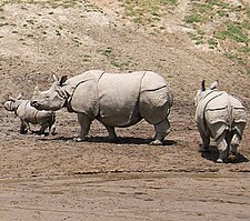 Rhinoceros unicornis