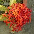 Ixora coccinea