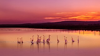 Flamants roses à l'étang de Leucate dans l'extrême sud-est.