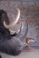 Troupeau préhistorique du Musée de Préhistoire des gorges du Verdon, 2008