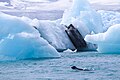 Seal swimming among glaciers
