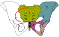 The sacrum and pelvic bone, with parts labelled. The pubic bone consists of the body and superior pubic ramus (4), and the inferior pubic ramus (3), which join at the pubic symphysis. The gap between them is the obturator foramen.