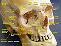 Processus zygomatique de l'os frontal