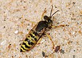 Sand Wasp (Bembix rostrata), by Alvesgaspar