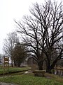 Das Deutsche Eck unweit vom Kämkerhorst, Mündung des Friedrichskanals links in die Ohre