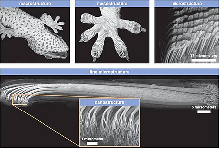 Micro and nano view of gecko's toe