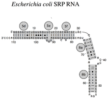 Bacterial SRP RNA (4.5S RNA) from E. coli
