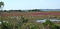 Egrets in Assateague's marshes