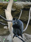 Blue monkey with newborn child in the Tropics exhibit.