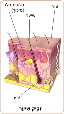 איור שכבת עור המכילה זקיקי שיער ובלוטות החלב