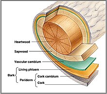 Kambium.jpg