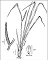 A. calamus Kallami (skicë)