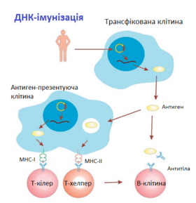 Схема розвитку імунної відповіді при ДНК-імунізації