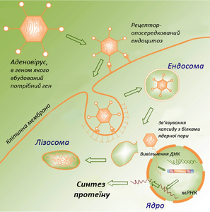 За допомогою аденовірусу