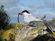 ArcticTern.jpg