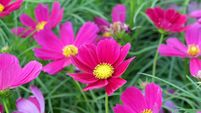 A sweet purple cosmos flower blossom in a garden