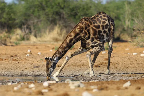 Saruni Samburu