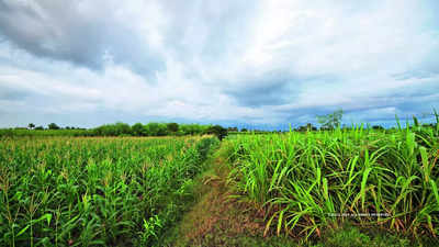 অতিরিক্ত বৃষ্টিপাত, অসময়ে রোপণ! একাধিক খারিফ শস্যের ফলনে ক্ষতির আশঙ্কা 