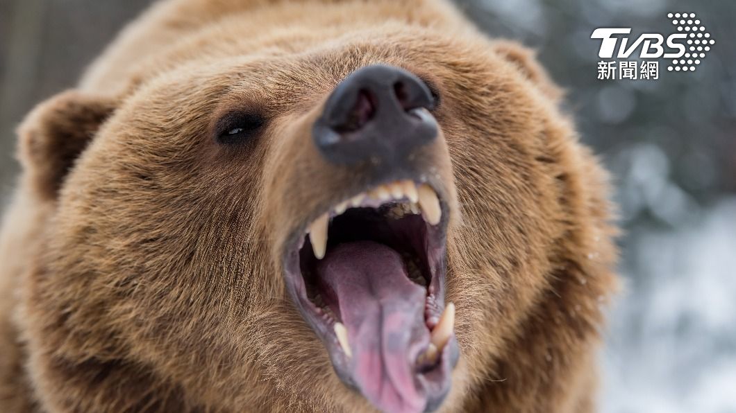 「bear or man」街訪片在社群掀起討論。（示意圖／shutterstock達志影像）