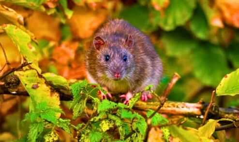 how to naturally deter rats from garden