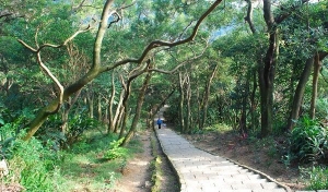 南港山縱走親山步道(拇指山、南港山、象山、九五峰)