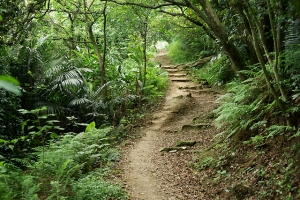 樹林大棟山、青龍嶺、大同山步道