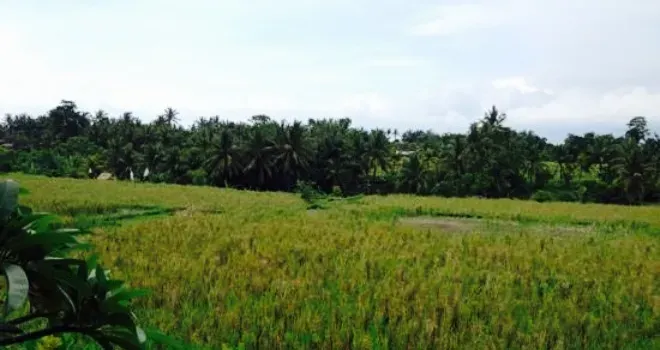 restoran dekat bali zoo