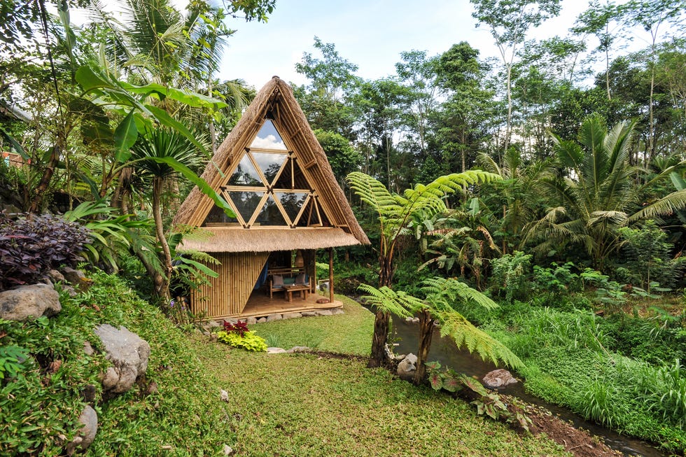 Vegetation, Natural landscape, Nature reserve, Jungle, Botany, House, Tree, Rainforest, Forest, Hut, 