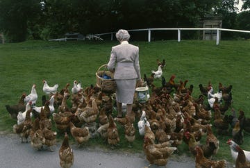 deborah cavendish, nee mitford, the duchess of devonshire, feeds the chickens at chatsworth house, derbyshire, 1990s photo by christopher simon sykeshulton archivegetty images