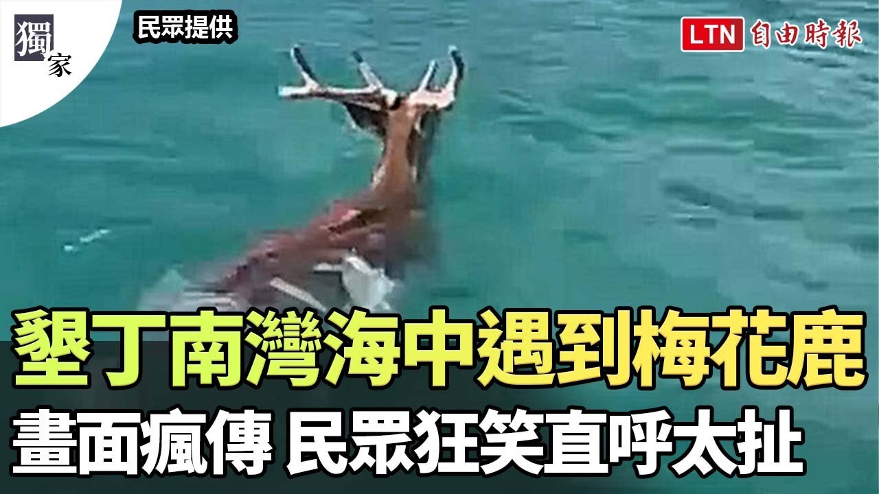 獨家》墾丁南灣海中遇到梅花鹿！畫面瘋傳 民眾狂笑直呼太扯（民眾提…