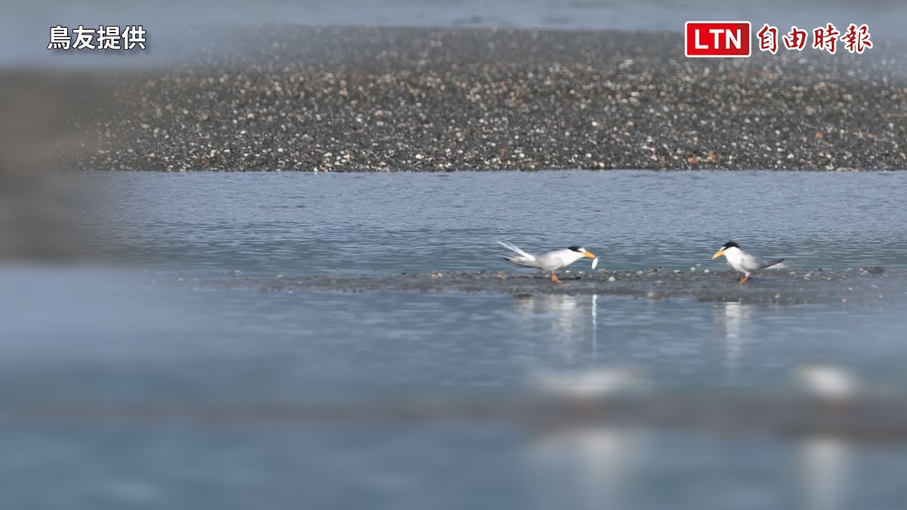 小燕鷗叼魚求歡被拒 網友：至少母燕鷗不是「綠茶」（鳥友提供）