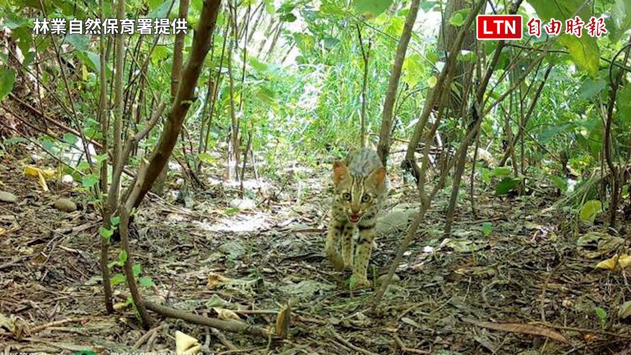 「出發吧！野虎」繪本分享會開放報名  跟著石虎展開冒險旅程（林業…