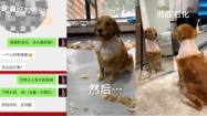 到美容院做新造型！黃金獵犬照鏡子被醜到當場石化　網：照鏡子後不嘻嘻