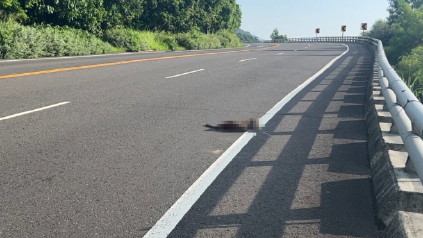 南迴公路太麻里段又見獼猴被撞　民眾憂心數量增加