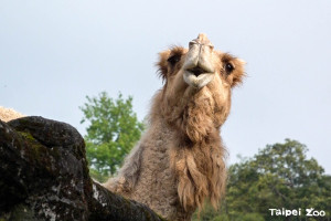 不敵關節老化！北市動物園26歲元老級駱駝「玉葉」昨日上午死亡