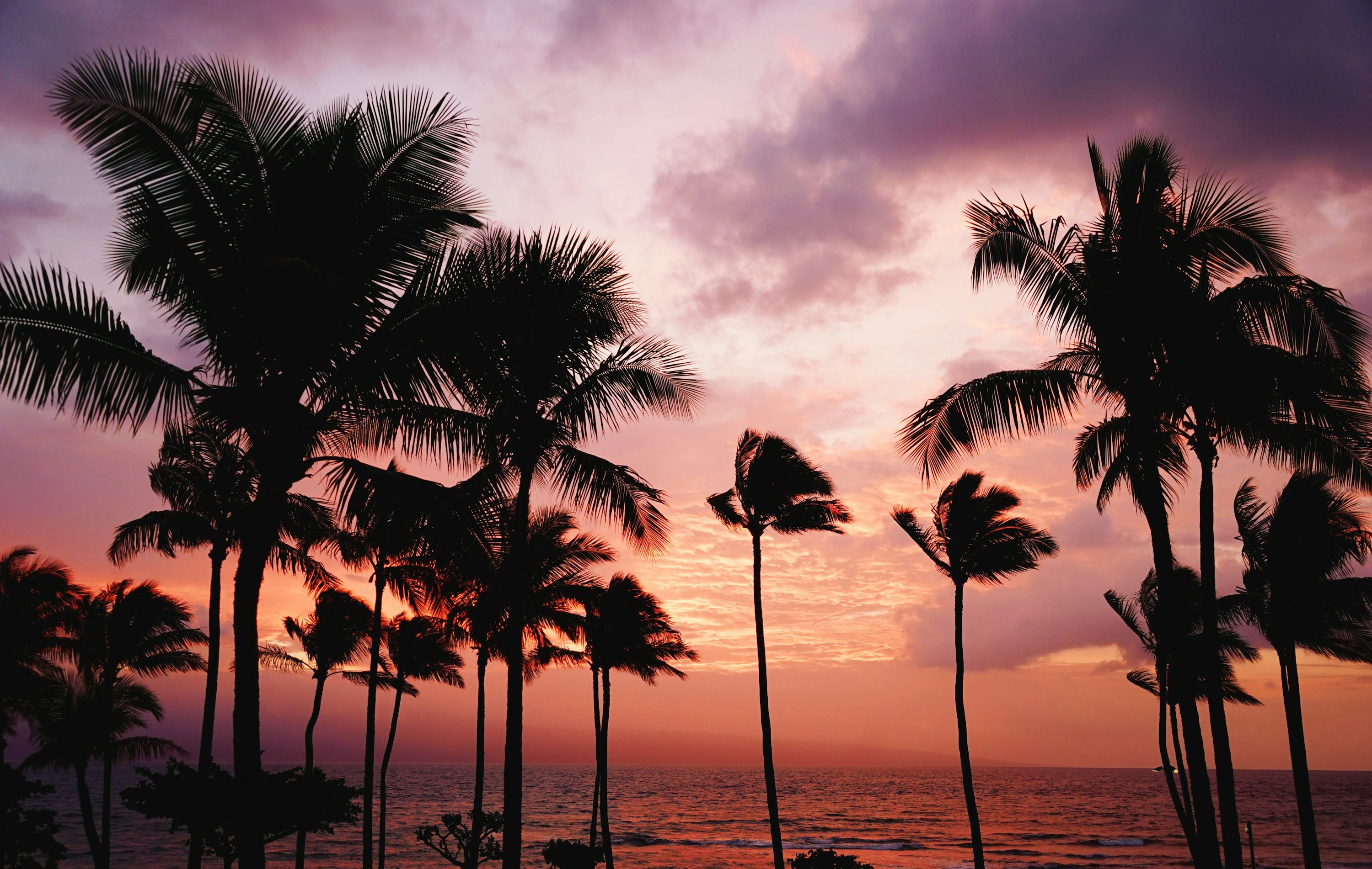 silhouette of coconut trees