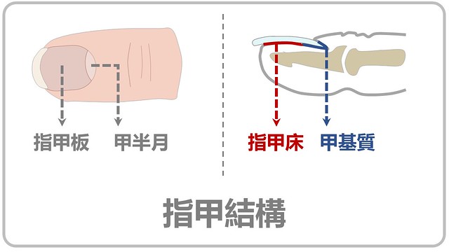 基本指甲結構