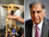 Ratan Tata in search of blood donor: Help needed to save critically ill dog