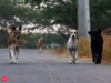 Caught on camera: Two students narrowly escape pack of stray dogs in Kerala's Kannur