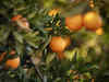 South Africa's broken ports: World no. 2 citrus export industry under threat:Image