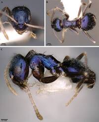 新種藍色螞蟻亮相 印度生物多樣性添新篇章