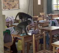 近30隻獼猴入侵鼓山高中引騷動 學校緊閉門窗友善待猴