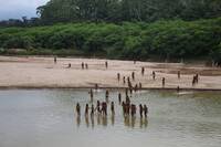 亞馬遜瀕絕「隱世部落」族人步出雨林 原民組織揣測恐為「這原因」