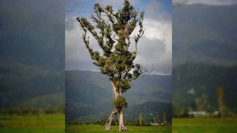 百年孤獨見證消失森林 紐西蘭「行走樹」獲殊榮