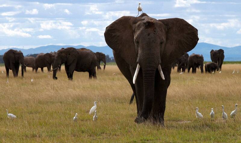 大象比想像中更有料？ 研究發現牠們會互相叫「名字」交流