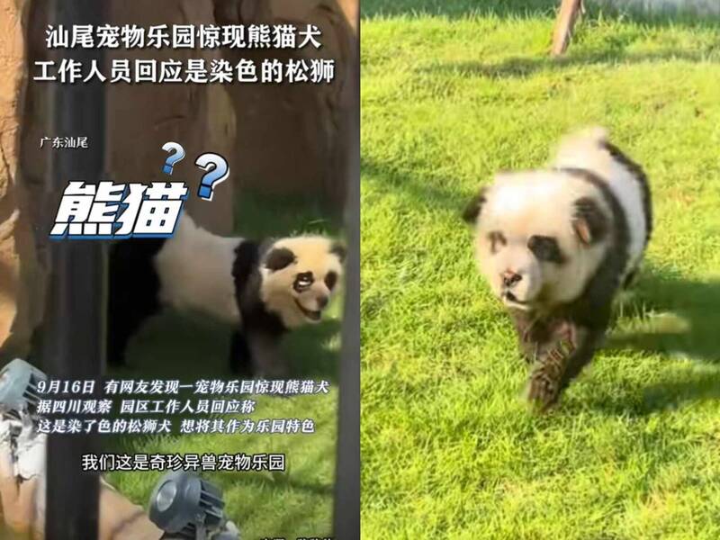 中國動物園再現「詐欺熊貓犬」 園方瞎扯：我們主打珍奇異獸