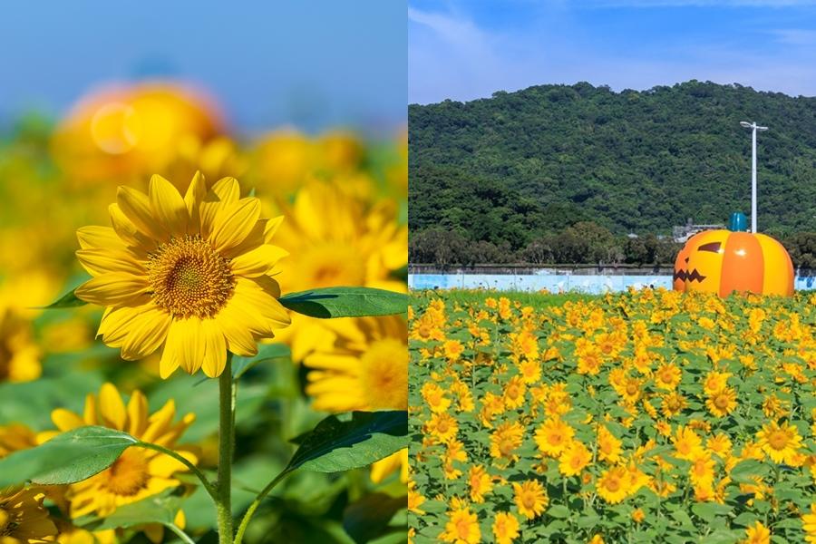 ５萬盆「金黃向日葵」大滿開！台北大佳河濱復刻莫內花海免費拍到11月底