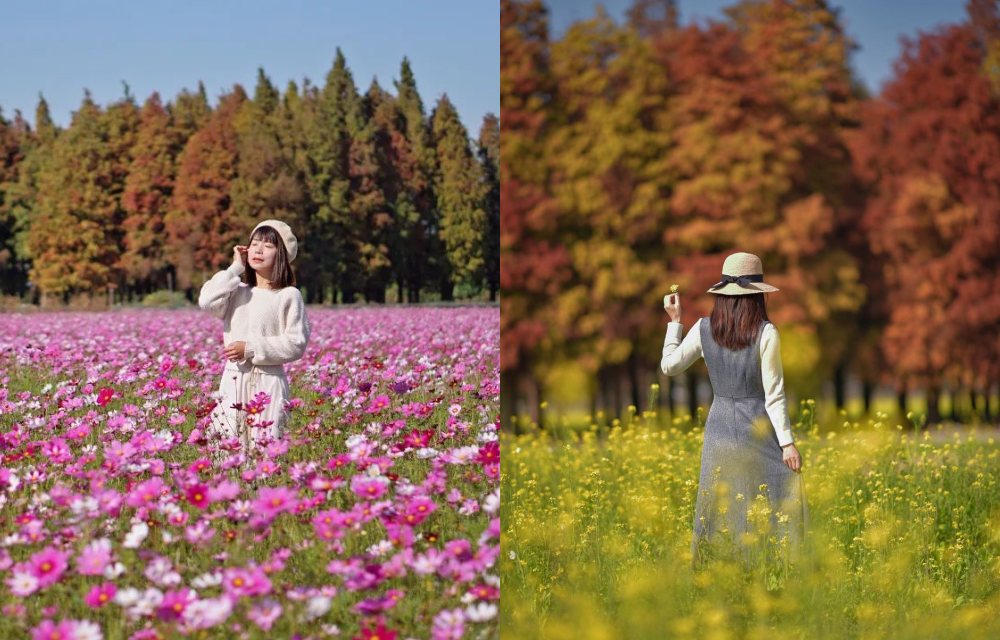 彰化２處落羽松秘境順遊攻略！夢幻同框繽紛波斯菊、油菜花海