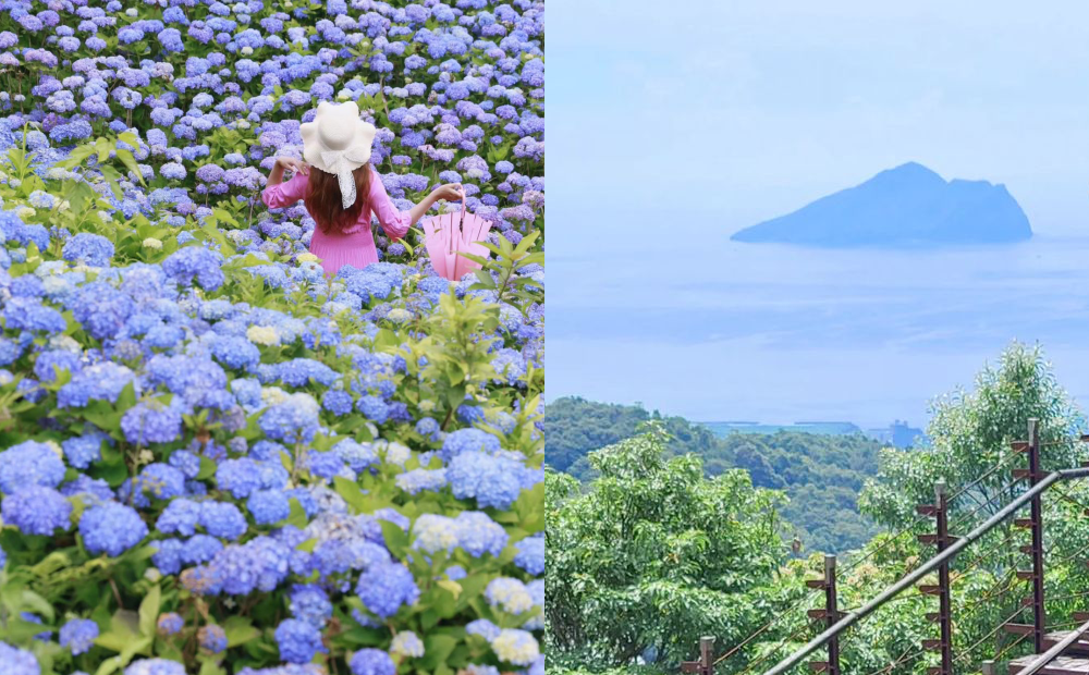 宜蘭隱藏版萬朵繡球花海免費拍！遠眺漂浮在海上的龜山島美景