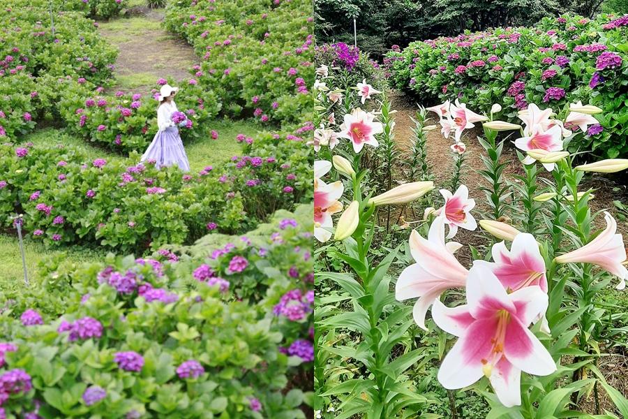 全台唯一愛心繡球花海成陽明山賞花新秘境！粉嫩百合同步盛開